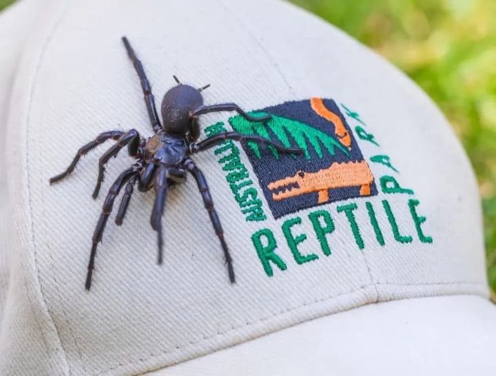 Largest male of the world's most venomous spider found in Australia