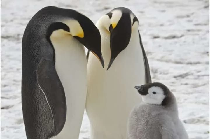 Scientists discover previously unknown colonies of emperor penguins in Antarctica
