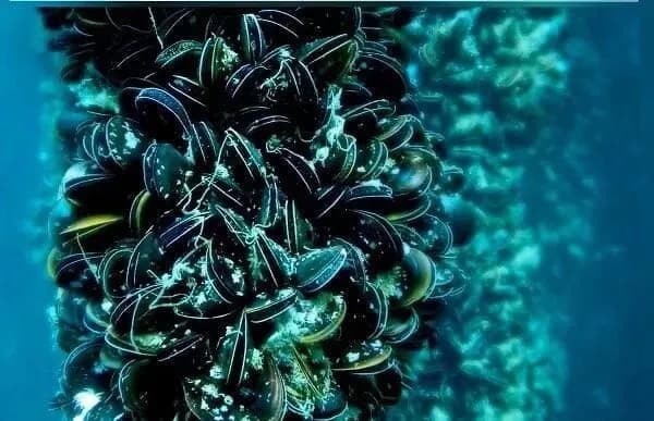 For the first time in Ukraine, a part of the estuary will be leased for growing mollusks and shrimps - Ministry of Agrarian Policy