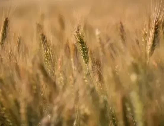 Sowing season 2024: no drastic reduction in sown area expected, but there are questions about wheat quality