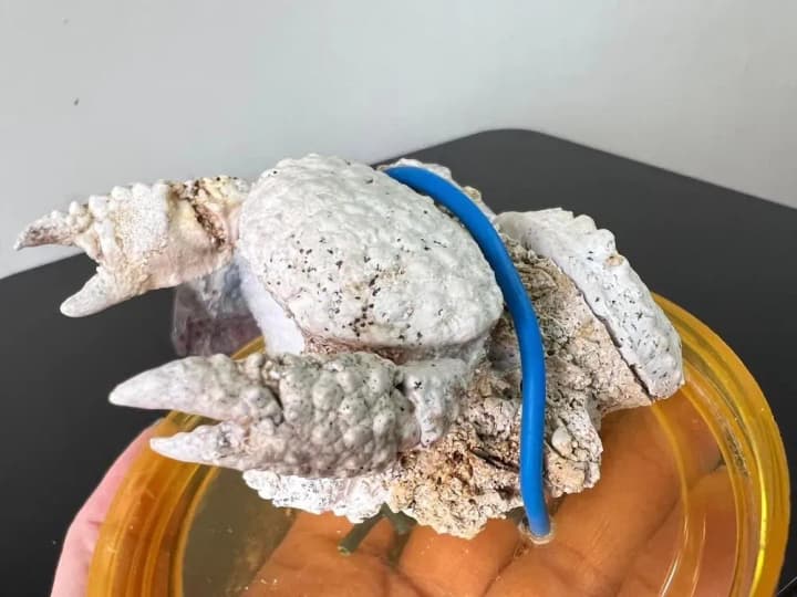 З України хотіли в посилці вивезти рештки давніх істот віком 400 млн років