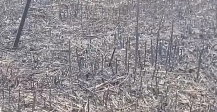  Правоохоронці виявили мінне поле на місці загибелі двох людей на Харківщині