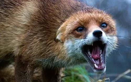 The number of animal rabies cases has doubled in Ukraine: State Service of Ukraine on Food Safety and Consumer Protection names reasons and rules of behavior with rabid animals