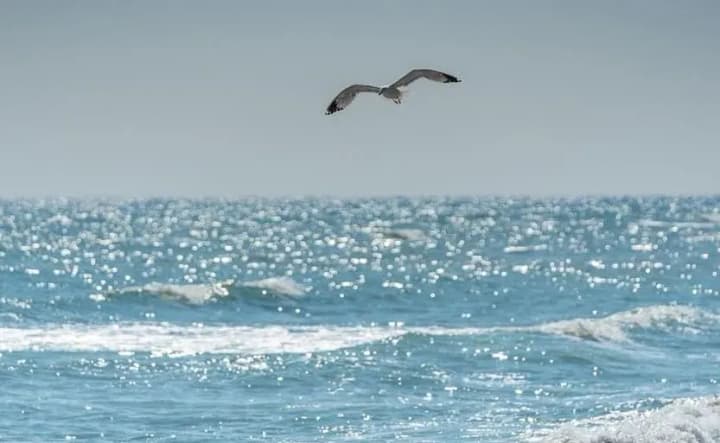 После случая с "сергей котов", в акватории Черного моря затишье, но впоследствии увидим преемника в "донном флоте" - Плетенчук