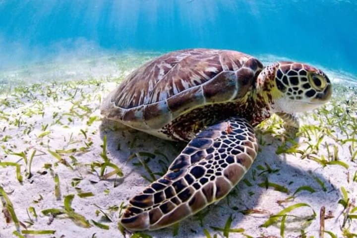Massive turtle meat poisoning in Zanzibar: eight dead, 78 hospitalized