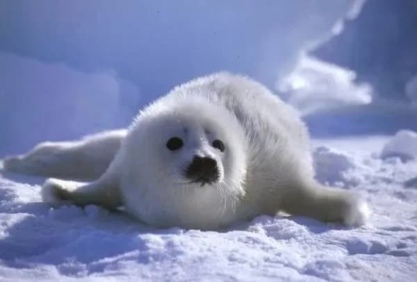International Seal Cub Protection Day, World Consumer Protection Day. What else can be celebrated on March 15