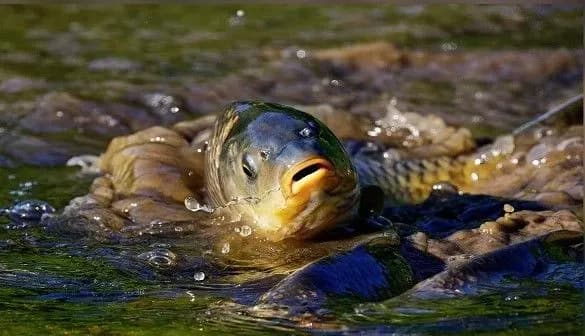 Нерест в Украине: с 1 апреля стартует запрет на вылов, рыбаков предупредили об ответственности