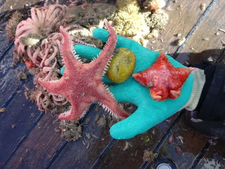 Polish and Ukrainian scientists start studying life on the Antarctic seabed