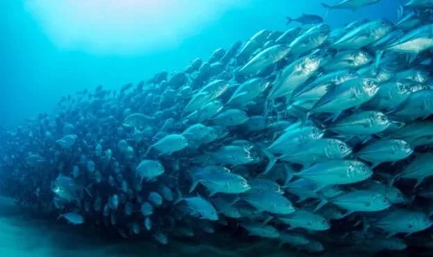 April 21: World Fish Migration Day, Day of Creativity and Innovation