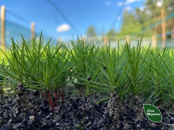 The Verkhovna Rada supported the draft law on regulation of forest reproduction