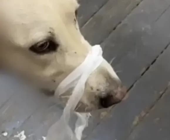 Kharkiv resident who cut the head of a stray dog is suspected