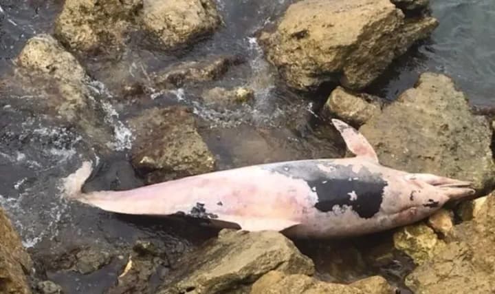 С начала года на берег оккупированного Крыма выбросилось 226 дельфинов