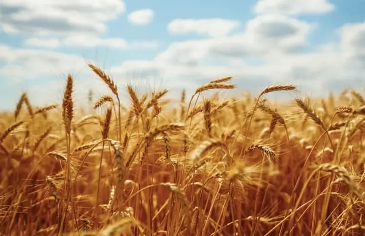 They were supposed to develop new varieties of wheat, but instead they traded land for cash - a political scientist about the murky schemes of the National Academy of Sciences