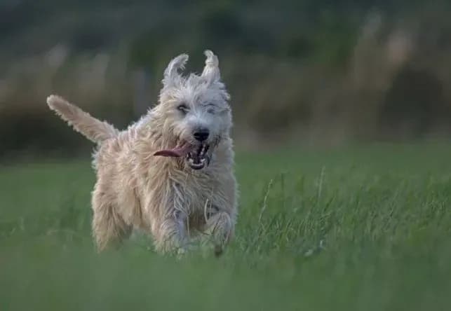 При поддержке ВОЗ Украина перейдет на диагностику бешенства у животных с помощью ПЦР-тестов