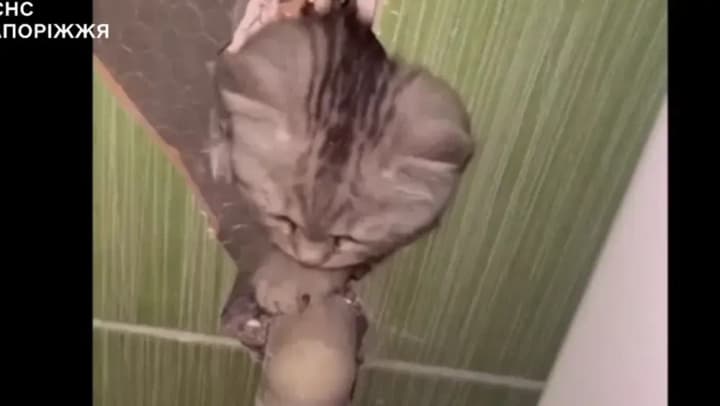 ГСЧС в Запорожье спасли котенка, который оказался в бетонной ловушке