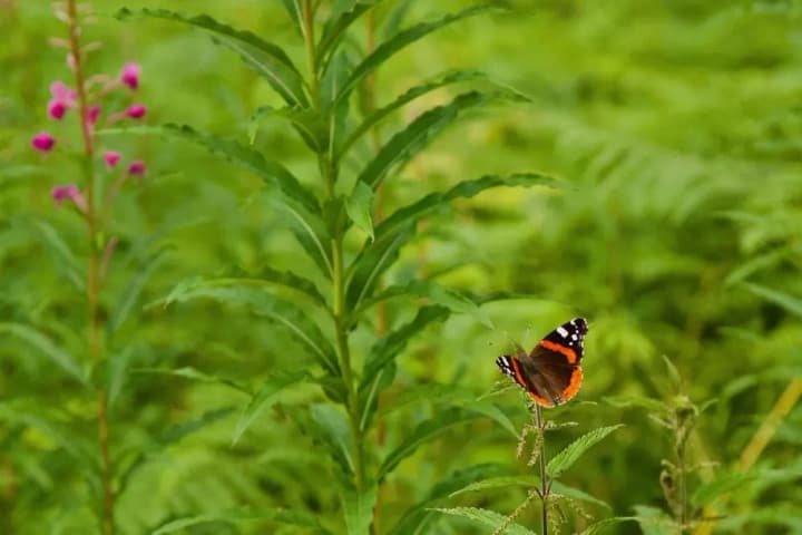 Mostly dry weather, with thunderstorms in the west: today's forecast