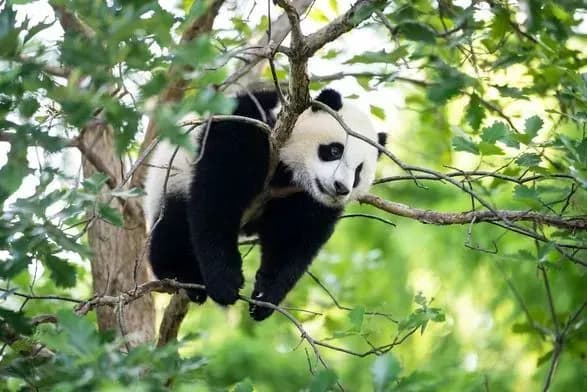 "Дипломатия панд" возвращается: Китай отправляет двух медведей в Вашингтон