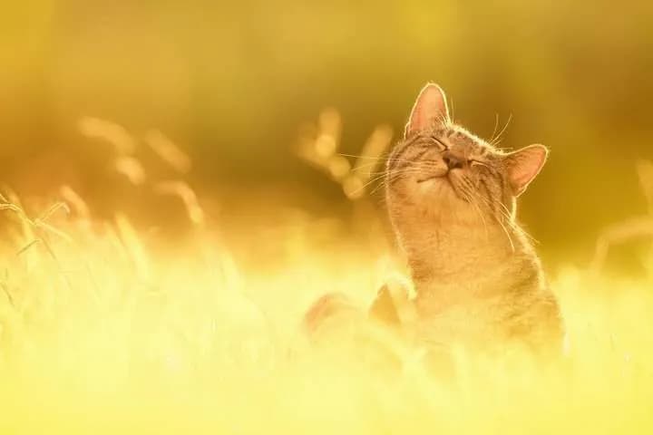 Ukraine expects up to +32°C in the South – Ukrhydrometcenter