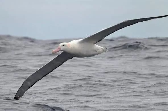 Albatross Day, World Children's Football Day, Farmer's Day in Ukraine. What else can be celebrated on June 19
