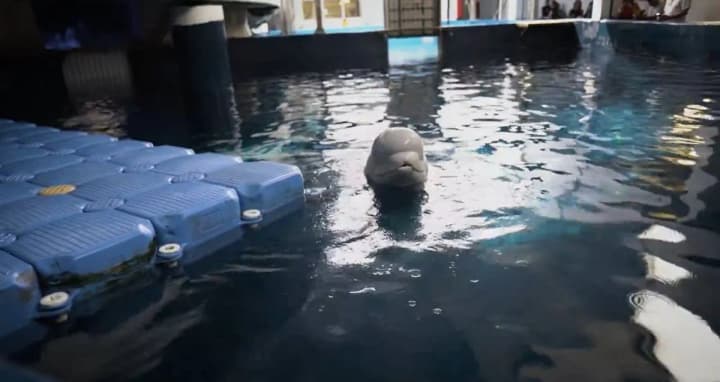 Из Харькова в океанариум в Испании эвакуировали двух китов-белух