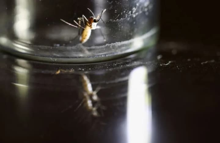 West Nile fever outbreak in Israel leads to hospitalization of 17 people with neurological symptoms