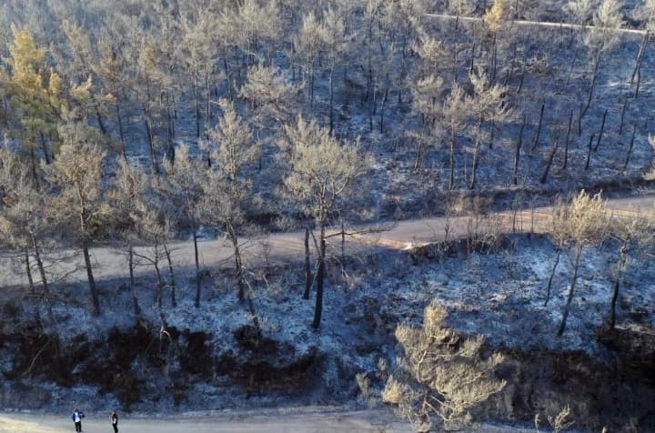 Більшість лісових пожеж у Туреччині взято під контроль