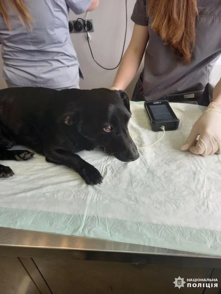 Hanged on a pipe and hitted with an axe butt: man faces up to 8 years in prison for trying to kill two dogs