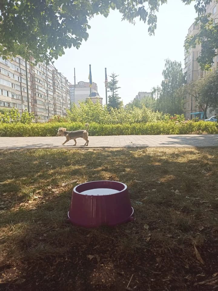 Saving from the heat: water bowls for animals in Brovary parks and squares