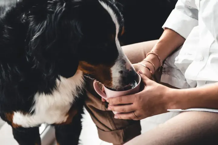 У таку спеку собака навряд чи проживе без води понад двох-трьох діб – ветеринар