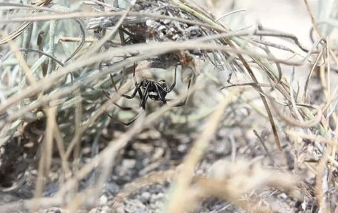 An expert on the bite of the caracurta: first of all, people who do not seek medical help die