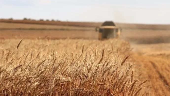Solomchuk: Ukraine has harvested more than 23 million tons of crops to date