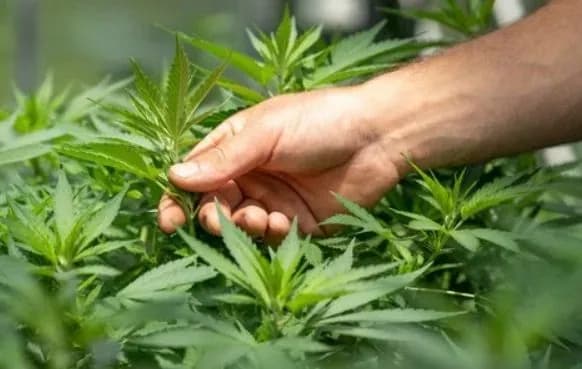 Легалізація медичного канабісу: закон набрав чинності