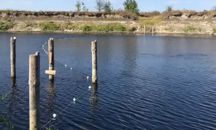 У Сеймі та Десні вже виловили 17 тонн мертвої риби — Держекоінспекція