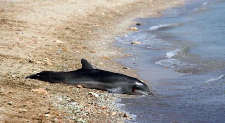 Thousands of dolphins died in the Black Sea as a result of Russia's actions - Pletenchuk