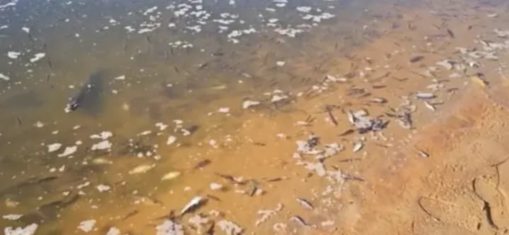 Desna pollution reaches Chernihiv, but fish pestilence is less than upstream - RMA