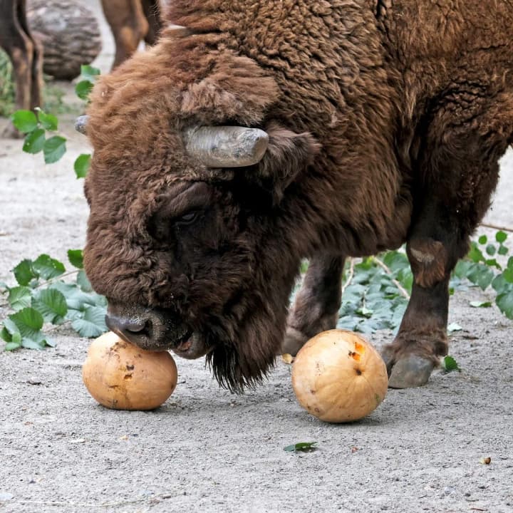 Pumpkin weekends started in the Kyiv Zoo: the cutest photos of autumn treats