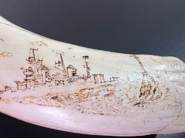 Таможенники спасли от незаконного вывоза зуб кашалота, который имеет научную и музейную ценность