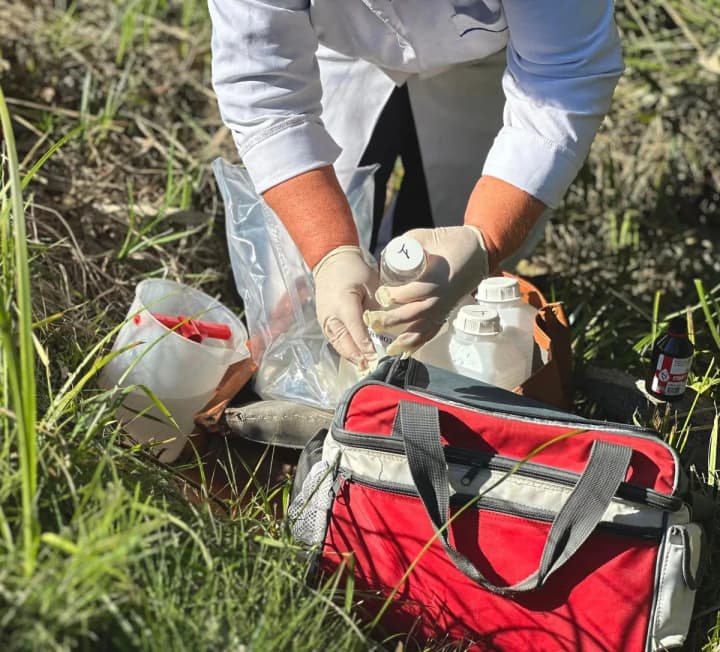 The water in the capital's Sovskiye ponds has turned red: what the research has shown and is there a danger for Kiev residents