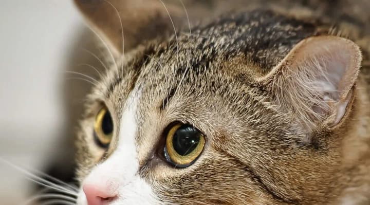 How not to injure a cat that may be warming up in a car: tips for drivers