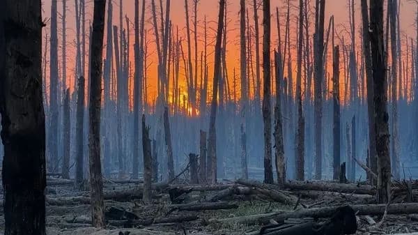 Экологические убытки Украины от полномасштабной войны достигли 71 млрд долларов