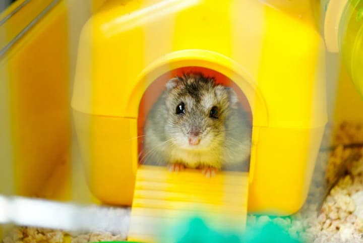 132 hamsters escaped from the luggage compartment and delayed the plane for 5 days