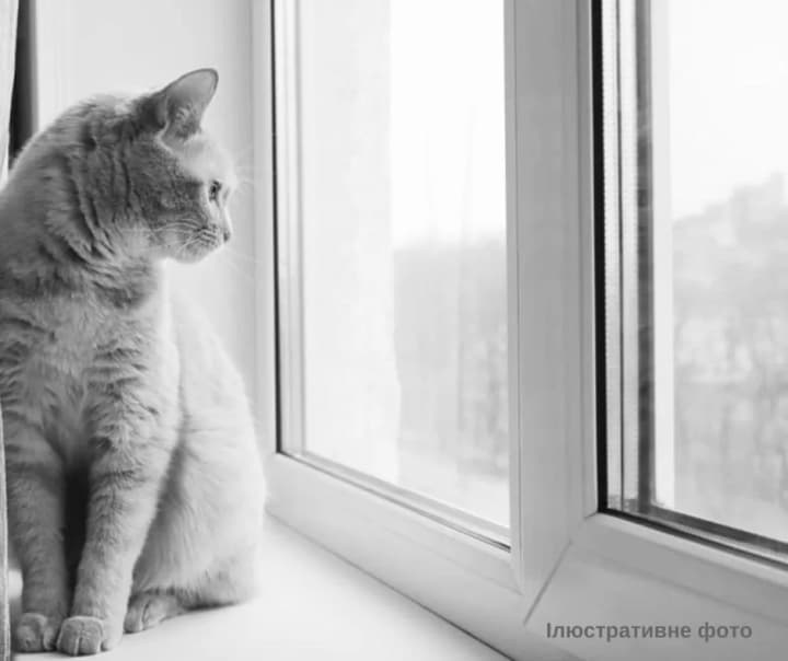 Киевлянка выбросила 18-летнего кота с 8 этажа: суд вынес приговор