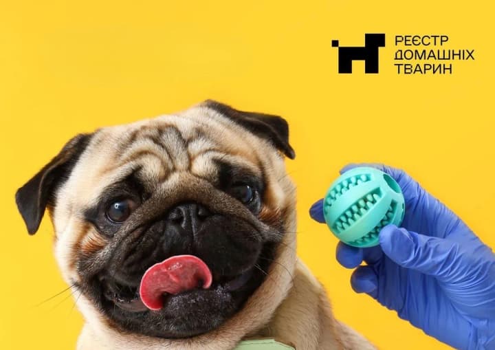 В Україні запускають реєстр домашніх тварин: що потрібно знати власникам