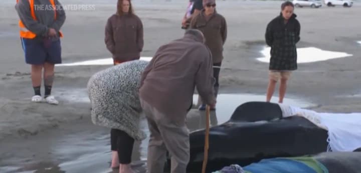 В Новой Зеландии спасли 30 китов с помощью простыней