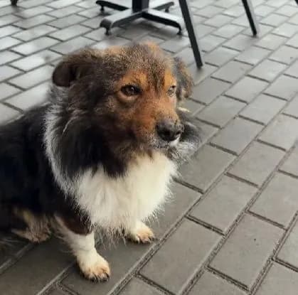 Хатико из Черкасской области: верный пес два года ждет погибшего хозяина