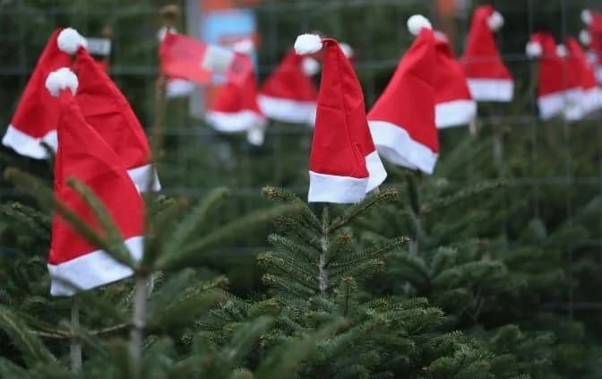 95 official Christmas tree fairs opened in Kyiv