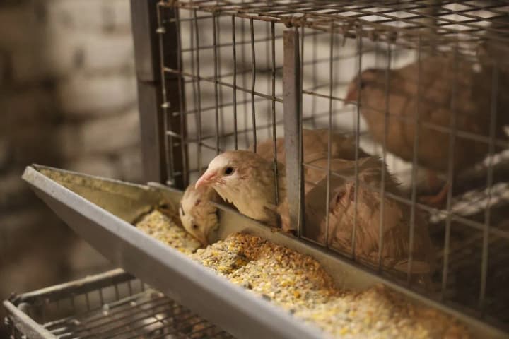 Quails that lay blue eggs: how a beauty industry expert became a farmer in Poltava region