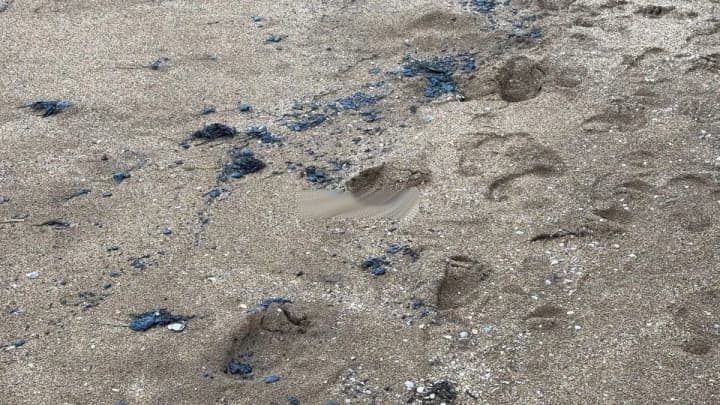 Спутники зафиксировали масштабный разлив мазута у берегов оккупированной Керчи