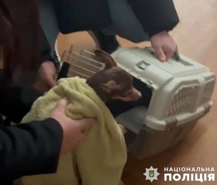 In Kyiv, a man brutally abused a dog: the animal has already been seized, proceedings have been opened