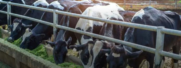 A new registry for working with animals will appear in Ukraine: what will change from 2026